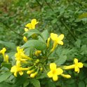 Jasminum humile P2A